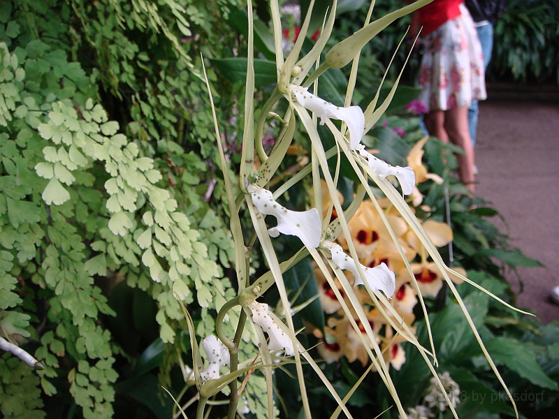 393 Longwood Gardens [2008 August 23].JPG - Longwood Gardens in Pennsylvania